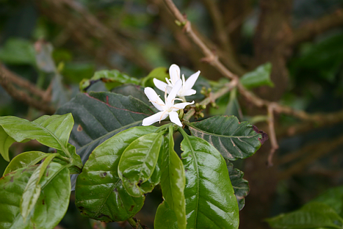 Un link podcast caff&egrave;